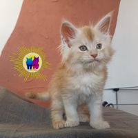 Chaton maine coon #5