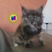 Chaton maine coon #6