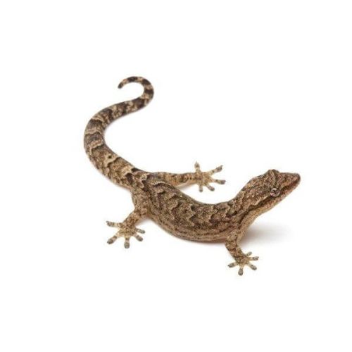 Je cherche des lepidodactylus lugubris