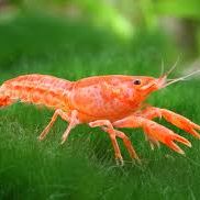 Recherche écrevisses d'eau douce ( cambarellus)