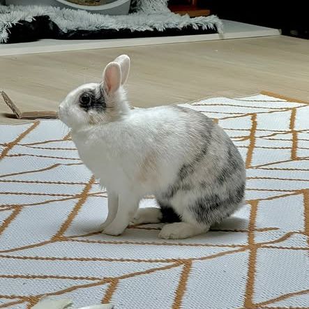 Lapin nala à l adoption