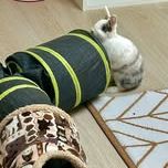 Lapin nala à l adoption #3