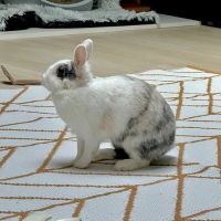 Lapin nala à l adoption