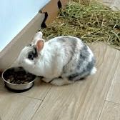 Lapin nala à l adoption #2