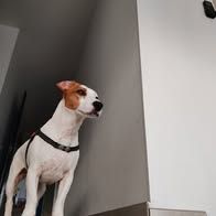 Chien rio à l adoption #2