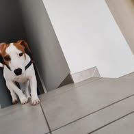 Chien rio à l adoption #3