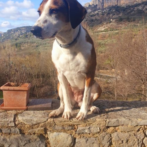 Chien belle à l adoption #0