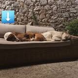 Chien belle à l adoption #2