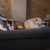 Chien belle à l adoption #3