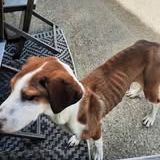 Chien belle à l adoption #4