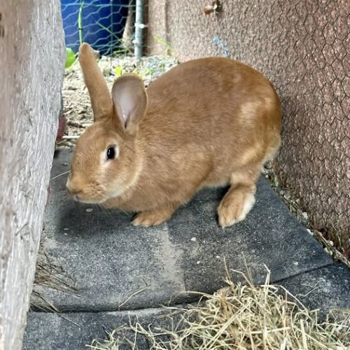 Lapin samba à l adoption