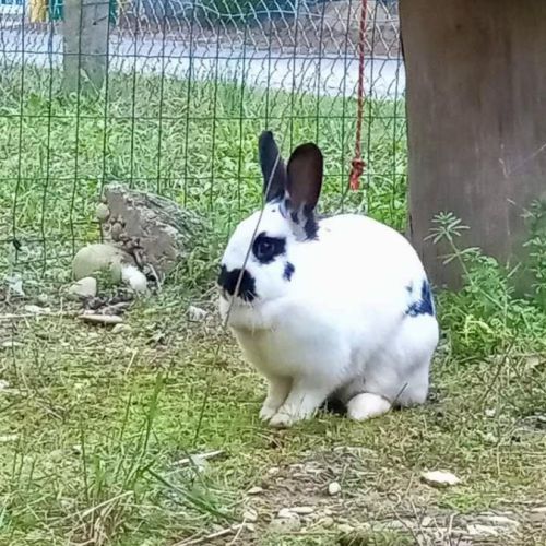 Lapin smurf à l adoption