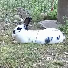 Lapin smurf à l adoption #2