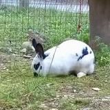 Lapin smurf à l adoption #3