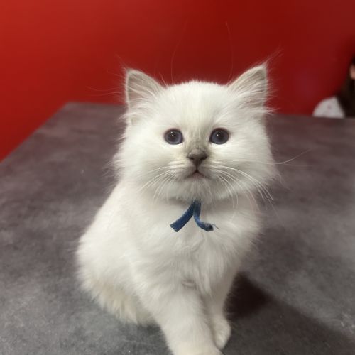 4 chatons mâles lilac point