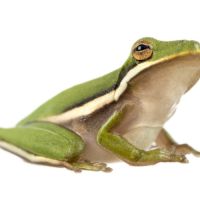 Recherche hyla cinerea