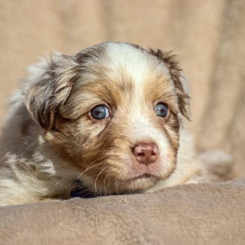 Chiot berger australien lof #1