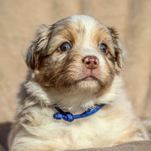 Chiot berger australien lof #2