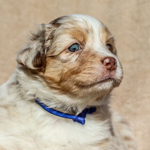 Chiot berger australien lof #0