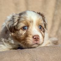 Chiot berger australien lof #1