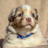 Chiot berger australien lof #2