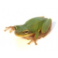 Recherche hyla squirella