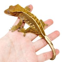 Recherche gecko à crête