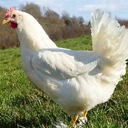 Poule azur et poule leghorn blanche