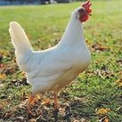 Poule azur et poule leghorn blanche #2