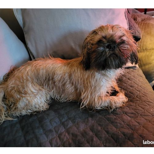 Shih tzu mâle pour saillie #2