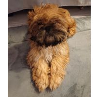 Shih tzu mâle pour saillie