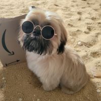 Shih tzu mâle pour saillie #3