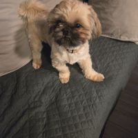Shih tzu mâle pour saillie #4