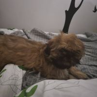 Shih tzu mâle pour saillie #5