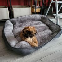 Shih tzu mâle pour saillie #6