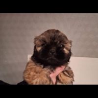 Shih tzu mâle pour saillie #7