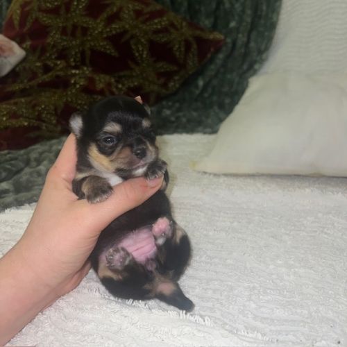 Femelles chihuahua à poil long #1