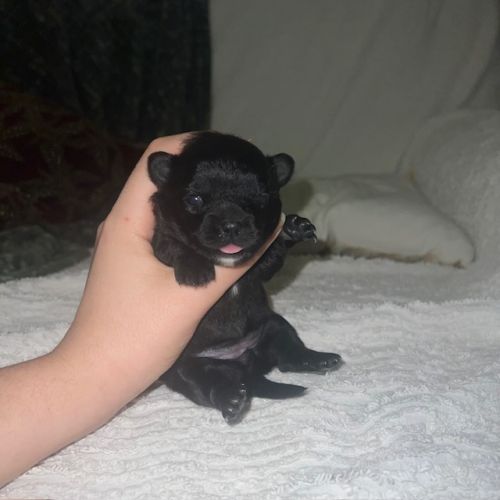 Femelles chihuahua à poil long #2