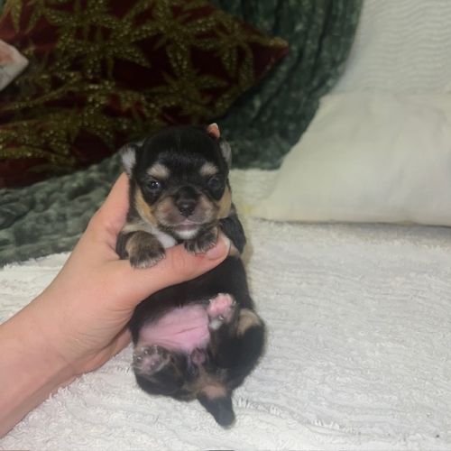 Femelles chihuahua à poil long #4