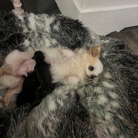 Femelles chihuahua à poil long #0