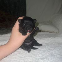 Femelles chihuahua à poil long #2