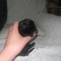 Femelles chihuahua à poil long #3