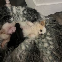 Femelles chihuahua à poil long