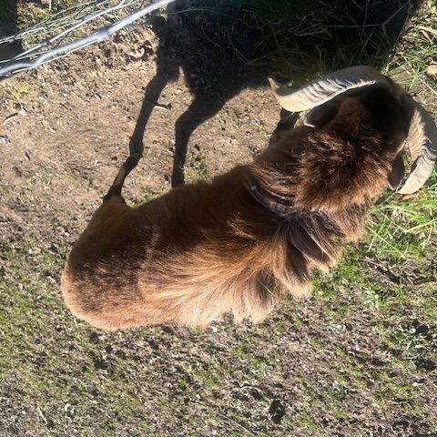 Bélier mouton du cameron #3