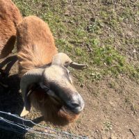 Bélier mouton du cameron #0