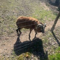 Bélier mouton du cameron #2