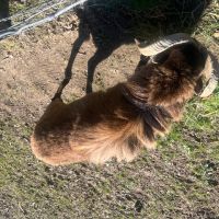 Bélier mouton du cameron #3