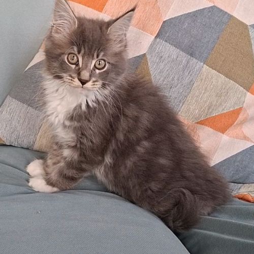 Chaton mâle maine coon loof