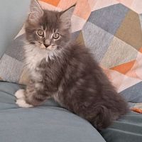 Chaton mâle maine coon loof #0