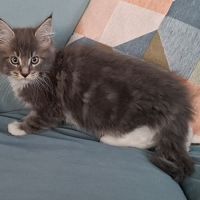 Chaton mâle maine coon loof #2